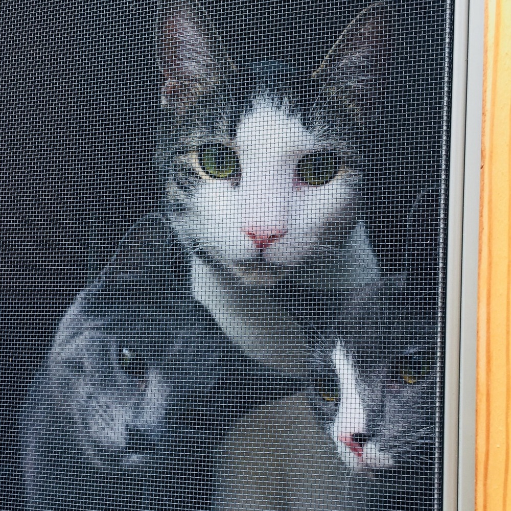 Meet your Posher, Mckay